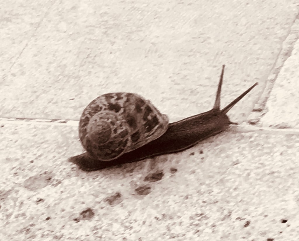 The snail emerges from its shell when danger has passed.
